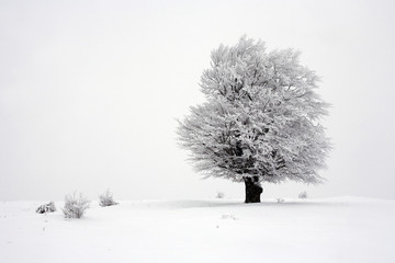 Fototapeta premium tree in the snow
