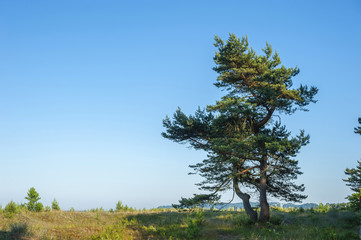 Fototapeta premium Pine tree in dunes in Baabe