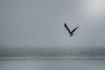 Fototapeta na wymiar Brahminy kite (Red-backed sea-eagle) flying and catching fish in the lake. Copy space