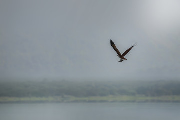 Brahminy kite (Red-backed sea-eagle) flying and catching fish in the lake. Copy space