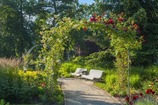 Roses in the park of health resort in Baabe