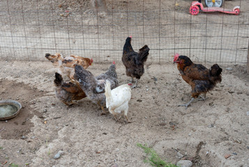 hens in the chicken coop