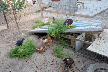 hens in the chicken coop
