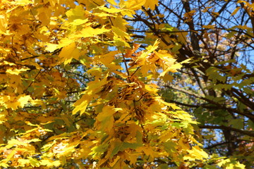 Golden maple leaves look beautiful