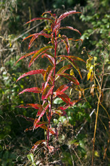 Травинка/Grass