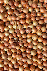 lot of onions - food background