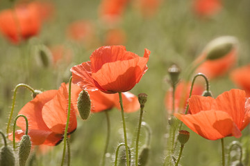 red poppies in a field
