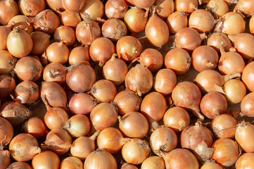 lot of onions - food background