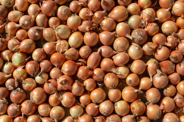 lot of onions - food background