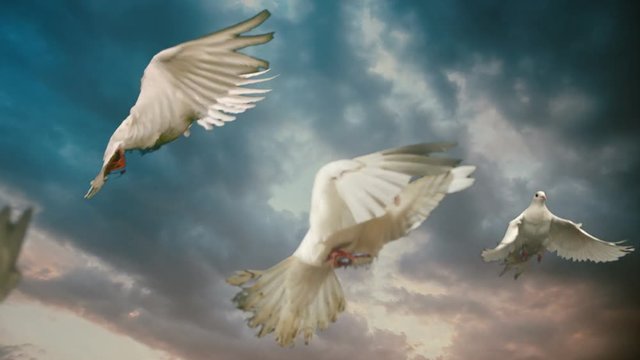 White doves. Slow motion. Side view.
Good for wedding backgrounds or titles.