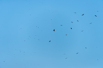 a lot of bird kite in the sky over the fields