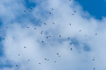 a lot of bird kite in the sky over the fields