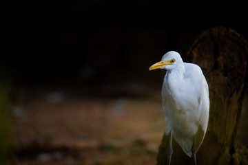 The cattle egret is a cosmopolitan species of heron found in the tropics, subtropics and warm...