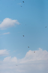 a lot of bird kite in the sky over the fields