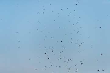 a lot of bird kite in the sky over the fields