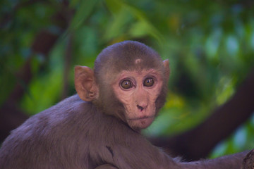 The Rhesus Macaque Monkey sleeping on the tree in its natural habitat.
