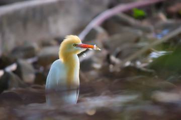 The cattle egret is a cosmopolitan species of heron found in the tropics, subtropics and warm temperate zones.