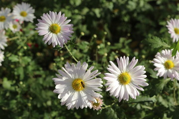  Last autumn flowers bloomed in the garden