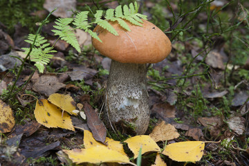 Подосиновик/Aspen