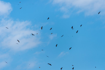 a lot of bird kite in the sky over the fields
