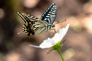 Cosmos and swallowtail butterflies in Funabashi City, Chiba prefecture, Japan