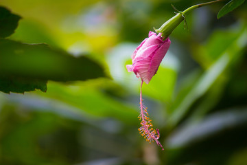 Hibiscus flower hanging from the tree seen in a soft blurry background