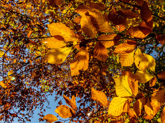 Autumn colours