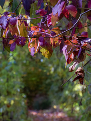 Autumn colours