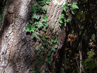 Ivy covered trunk