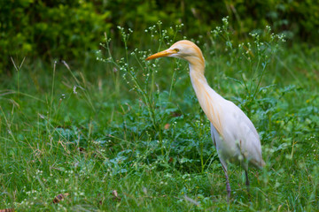 Cattle Egret in the garden in its natural habitat in a soft blurry background.