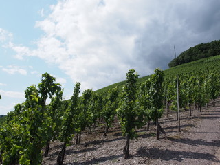 Stadt Saarburg an der Saar - inmitten von Weinbergen in Rheinland-Pfalz
