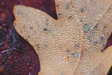 Colorfull autum leaves macro
