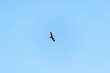 Obraz premium a lot of bird kite in the sky over the fields