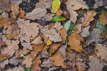 Colorfull autum leaves