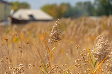 autumn, beautiful plants, golden reed