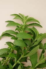 Stevia plant. sweetener herb. vegetable sweetener.sprigs of stevia on beige background.
