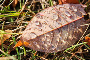Autumn leaf in the grass