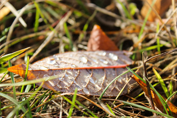 Autumn leaf in the grass