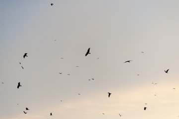 a lot of bird kite in the sky over the fields