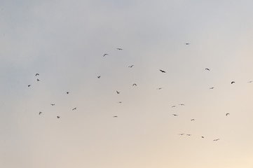 a lot of bird kite in the sky over the fields