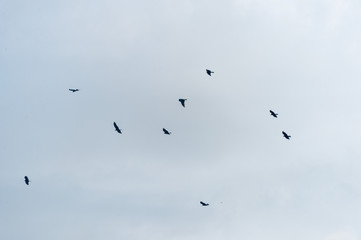 a lot of bird kite in the sky over the fields
