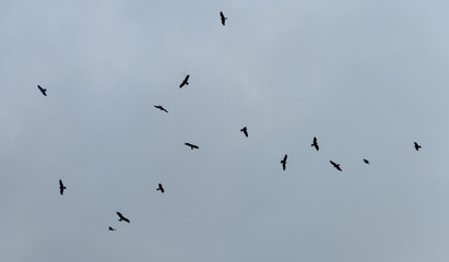 a lot of bird kite in the sky over the fields
