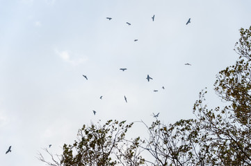 a lot of bird kite in the sky over the fields