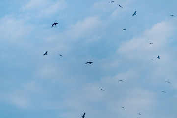 a lot of bird kite in the sky over the fields