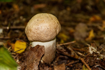 Edible mushroom in the forest