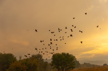 A flock of birds in the sky