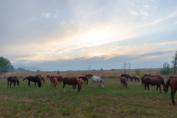 herd of horses on pasture