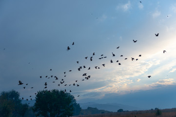 A flock of birds in the sky