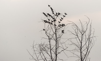 Obraz premium Flock of birds on tree