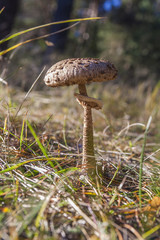 Грибы/mushroom